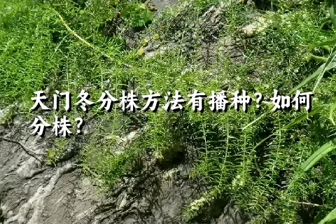 天门冬分株方法有播种？如何分株？