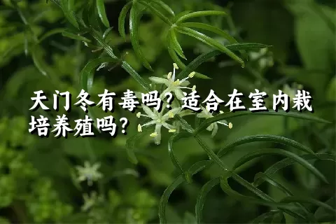 天门冬有毒吗？适合在室内栽培养殖吗？