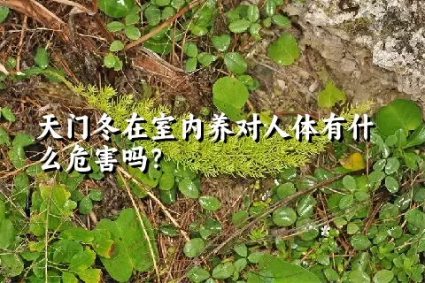 天门冬在室内养对人体有什么危害吗？