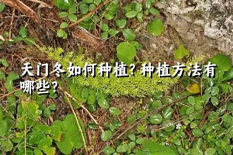 天门冬如何种植？种植方法有哪些？