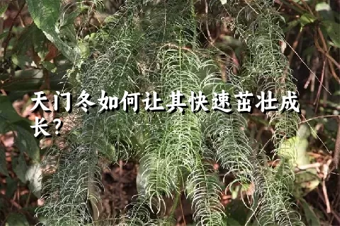 天门冬如何让其快速茁壮成长？