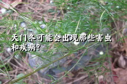 天门冬可能会出现那些害虫和疾病？