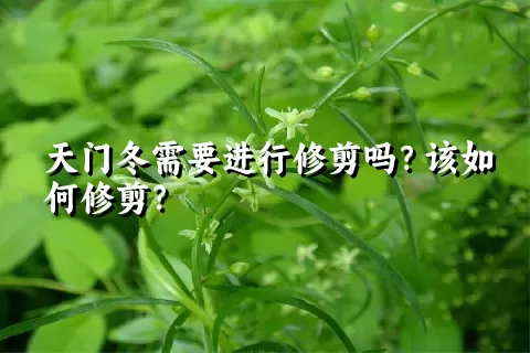 天门冬需要进行修剪吗？该如何修剪？