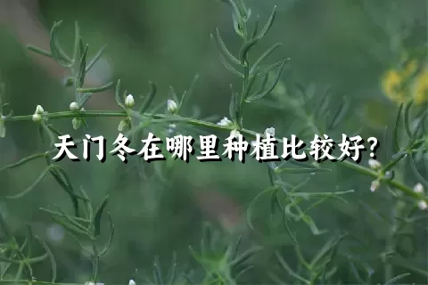 天门冬在哪里种植比较好？