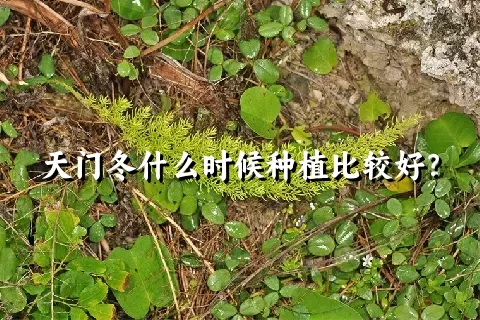 天门冬什么时候种植比较好？