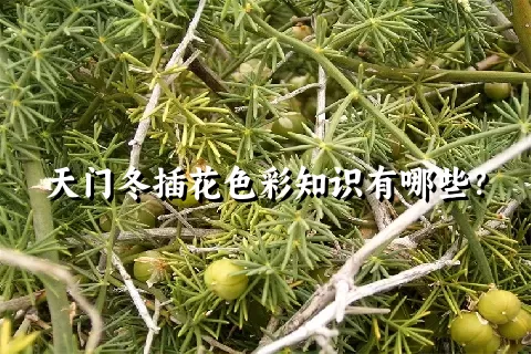 天门冬插花色彩知识有哪些？