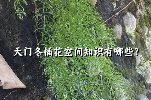 天门冬插花空间知识有哪些？