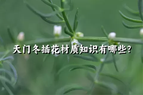 天门冬插花材质知识有哪些？