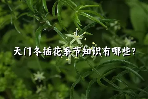 天门冬插花季节知识有哪些？