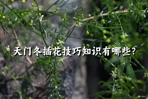 天门冬插花技巧知识有哪些？