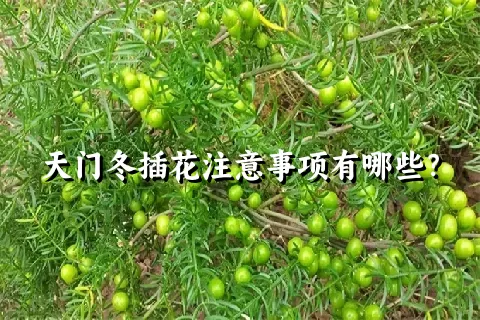 天门冬插花注意事项有哪些？