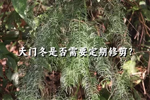 天门冬是否需要定期修剪？