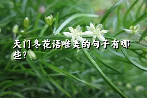 天门冬花语唯美的句子有哪些？