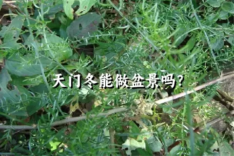 天门冬能做盆景吗？