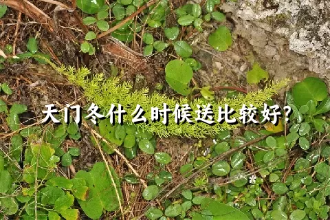 天门冬什么时候送比较好？