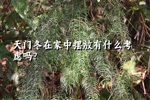 天门冬在家中摆放有什么考虑吗？