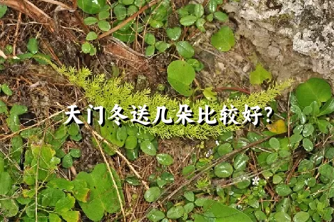 天门冬送几朵比较好？