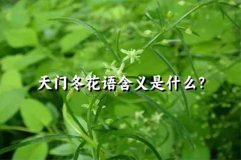 天门冬花语含义是什么？