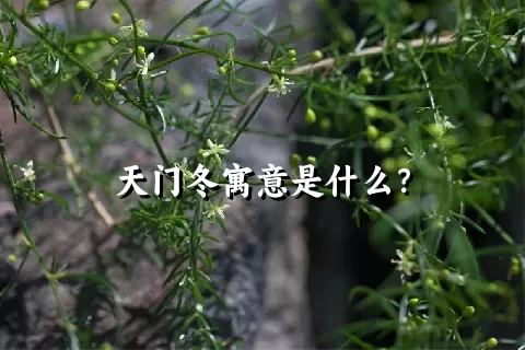 天门冬寓意是什么？