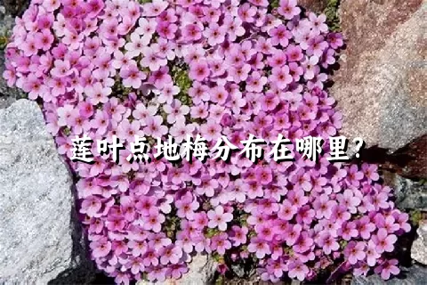 莲叶点地梅分布在哪里?