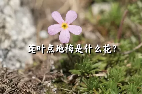 莲叶点地梅是什么花？