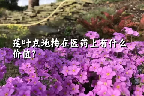 莲叶点地梅在医药上有什么价值？