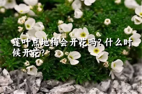 莲叶点地梅会开花吗？什么时候开花？