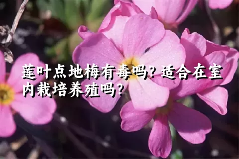 莲叶点地梅有毒吗？适合在室内栽培养殖吗？