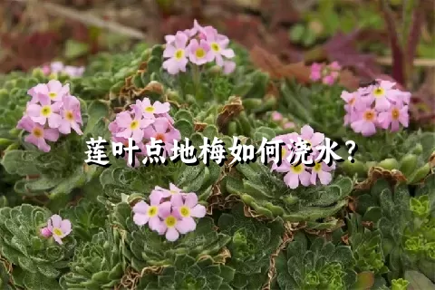 莲叶点地梅如何浇水？