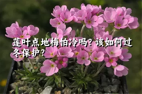 莲叶点地梅怕冷吗？该如何过冬保护？