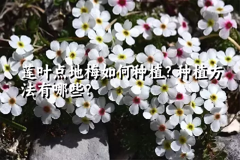 莲叶点地梅如何种植？种植方法有哪些？