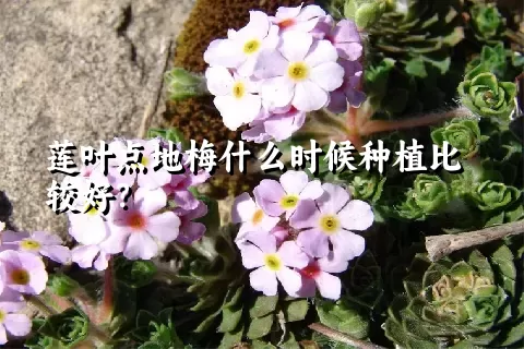 莲叶点地梅什么时候种植比较好？