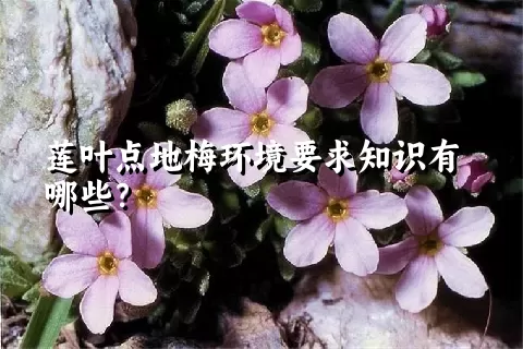 莲叶点地梅环境要求知识有哪些？