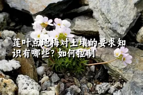 莲叶点地梅对土壤的要求知识有哪些？如何控制