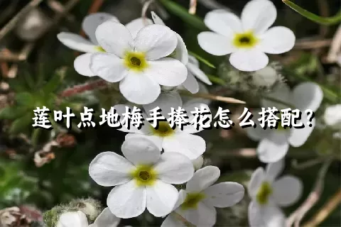 莲叶点地梅手捧花怎么搭配？