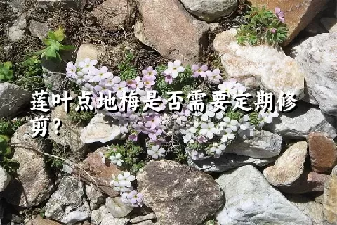 莲叶点地梅是否需要定期修剪？