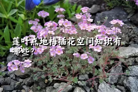 莲叶点地梅插花空间知识有哪些？