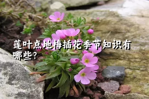 莲叶点地梅插花季节知识有哪些？