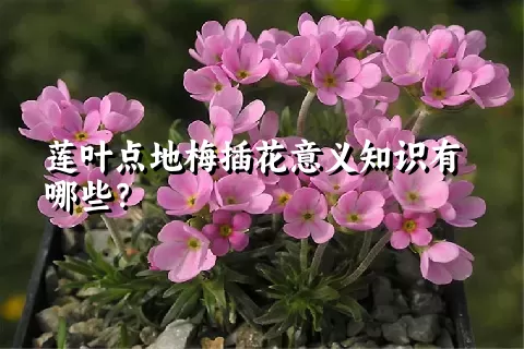 莲叶点地梅插花意义知识有哪些？