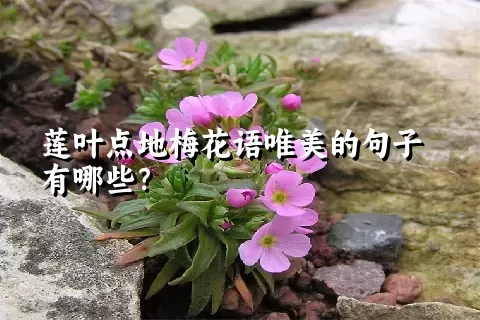 莲叶点地梅花语唯美的句子有哪些？