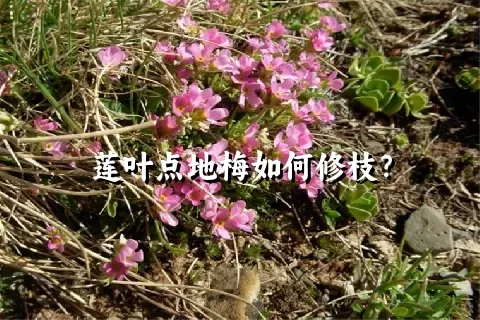 莲叶点地梅如何修枝？