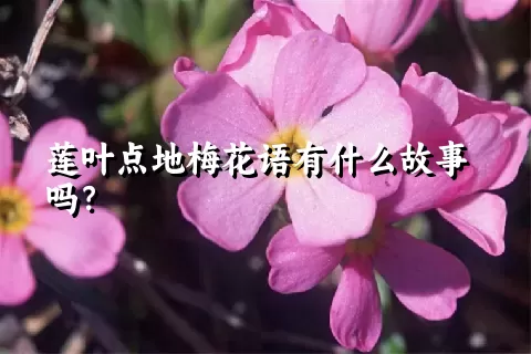 莲叶点地梅花语有什么故事吗？