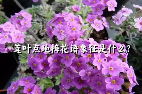 莲叶点地梅花语象征是什么？