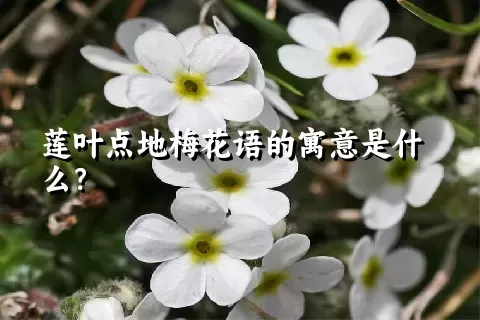 莲叶点地梅花语的寓意是什么？