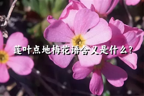 莲叶点地梅花语含义是什么？