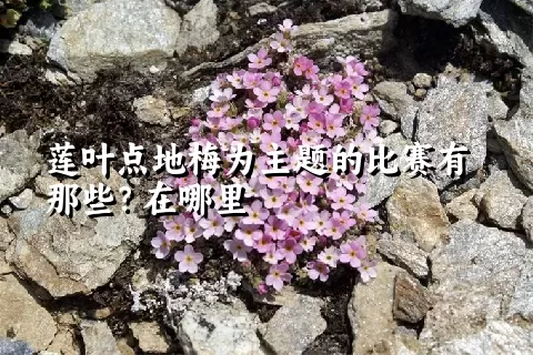 莲叶点地梅为主题的比赛有那些？在哪里