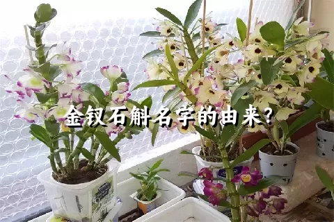 金钗石斛名字的由来？