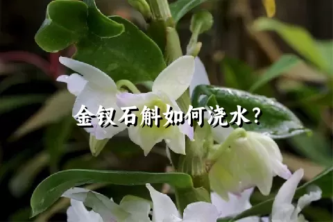 金钗石斛如何浇水？