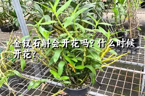 金钗石斛会开花吗？什么时候开花？