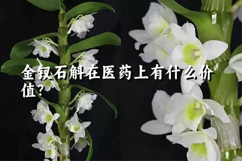 金钗石斛在医药上有什么价值？